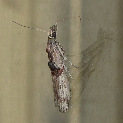 Nephopterix angustella (Pyralidae)? Si